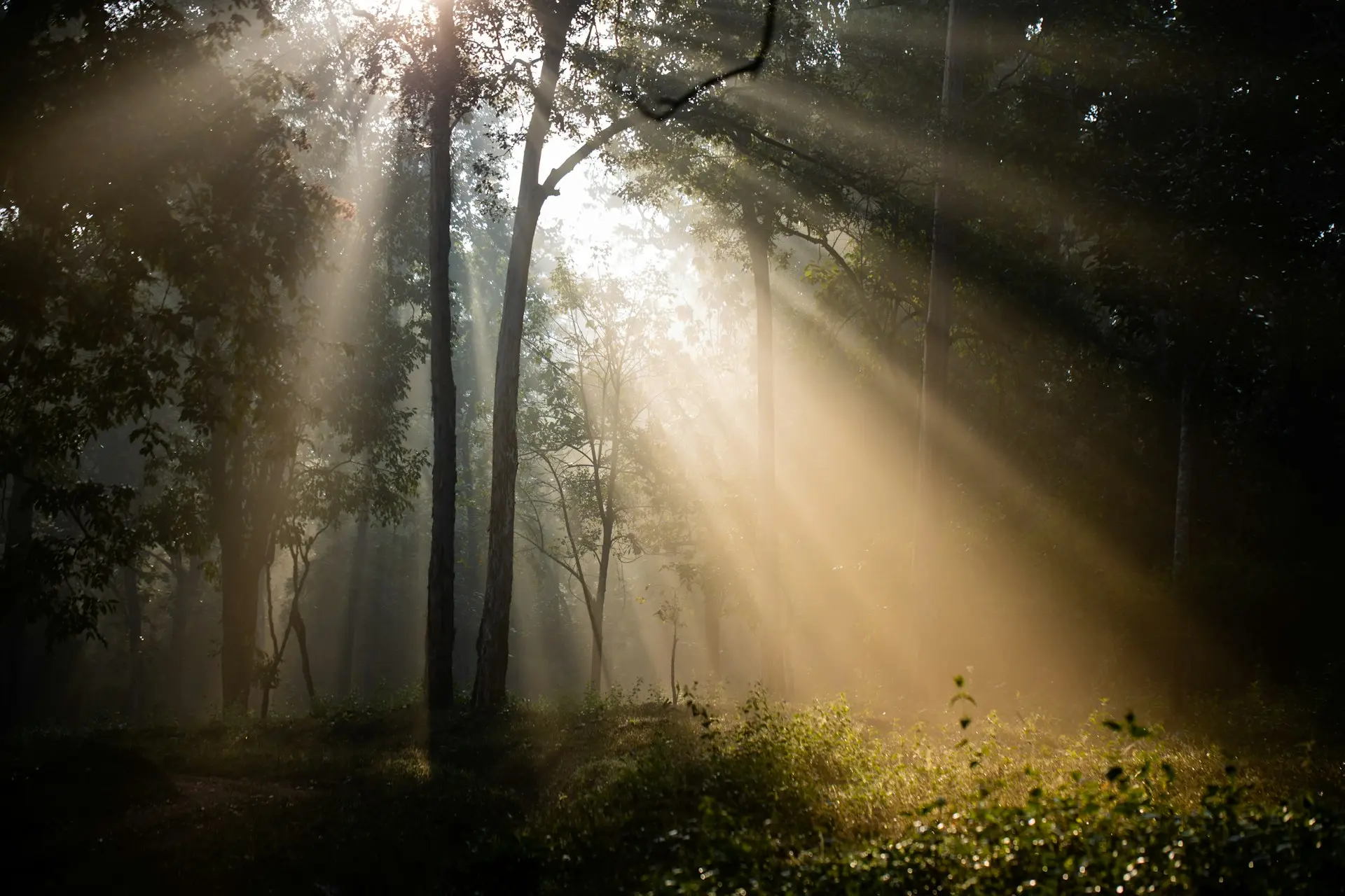 Sunlight filters through the trees in a quiet forest.